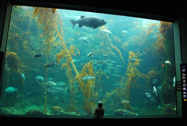 fish
