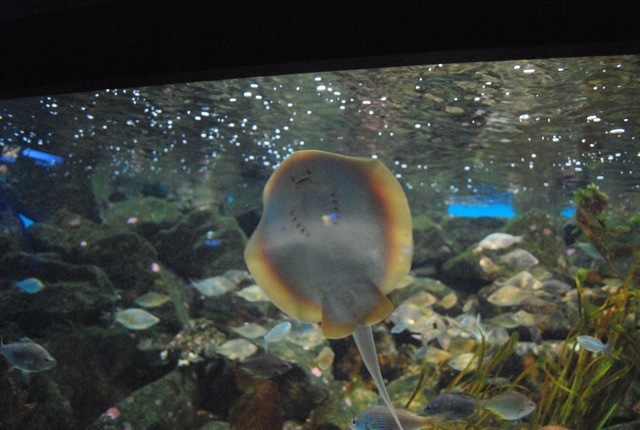 ray