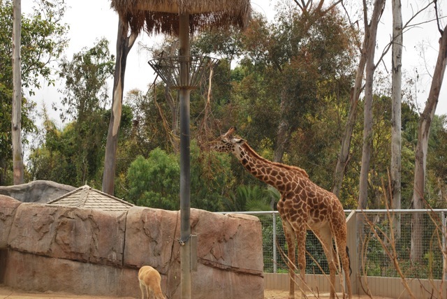 Giraffe