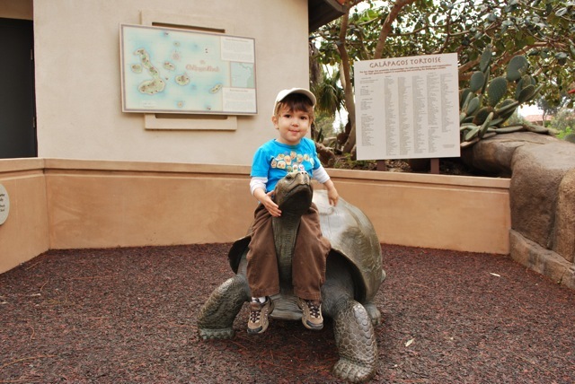 Tortise