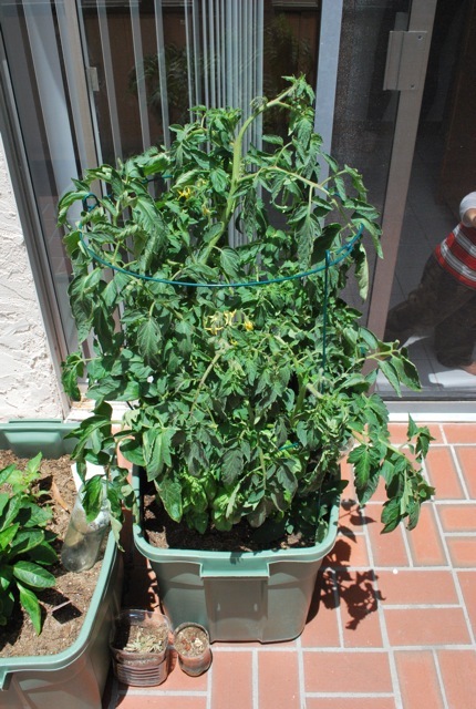 plants