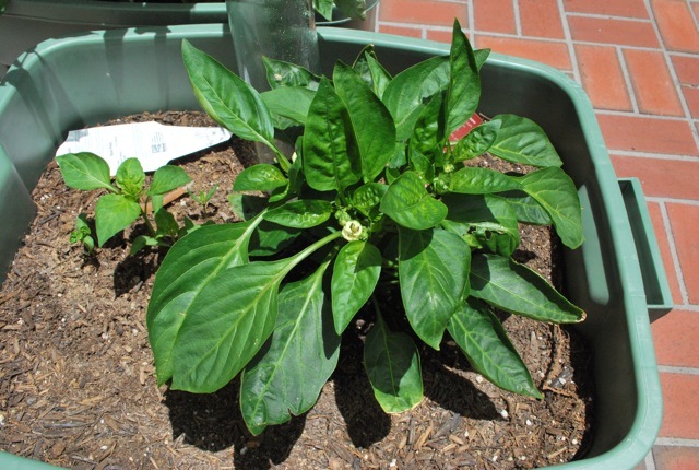 plants
