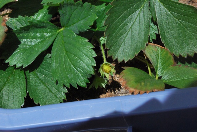 plants