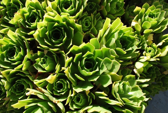 succulents