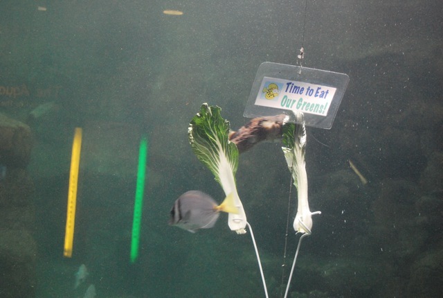 eating greens