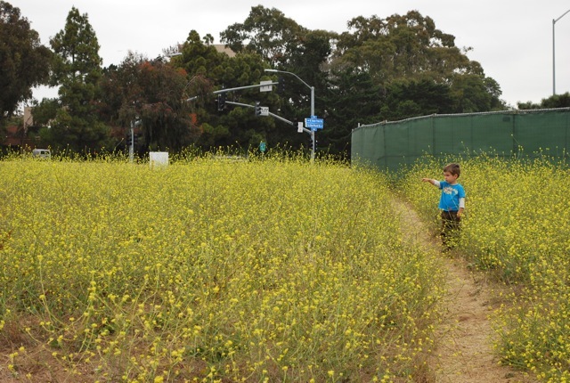 field