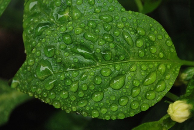 droplets