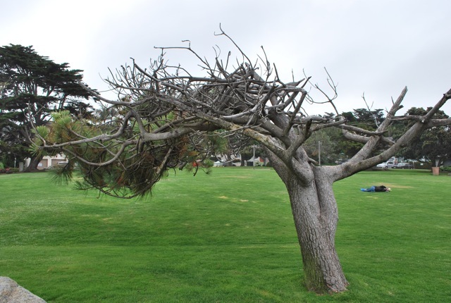park at Del Mar