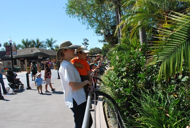 looking at flamingos
