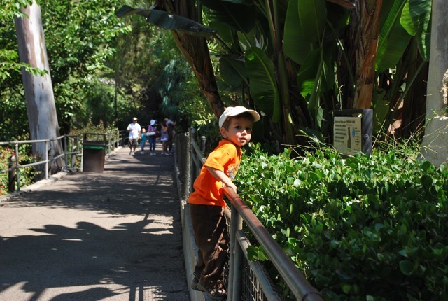 looking at flamingos