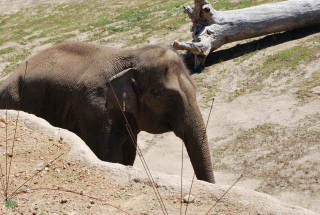elephant