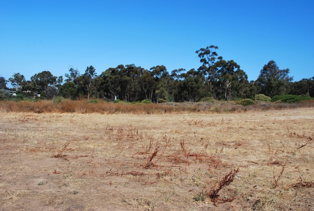 brown field