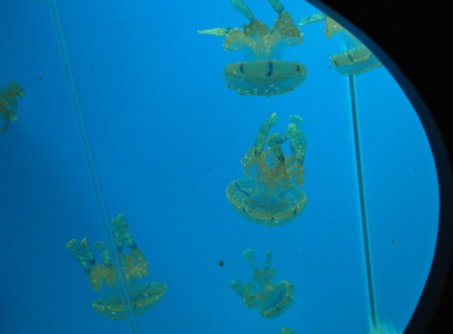 Jellyfish