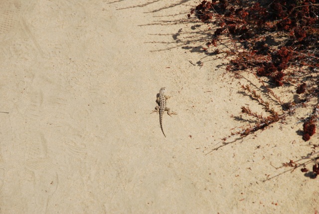 lizard