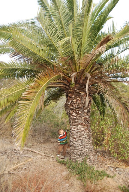 Palm Tree