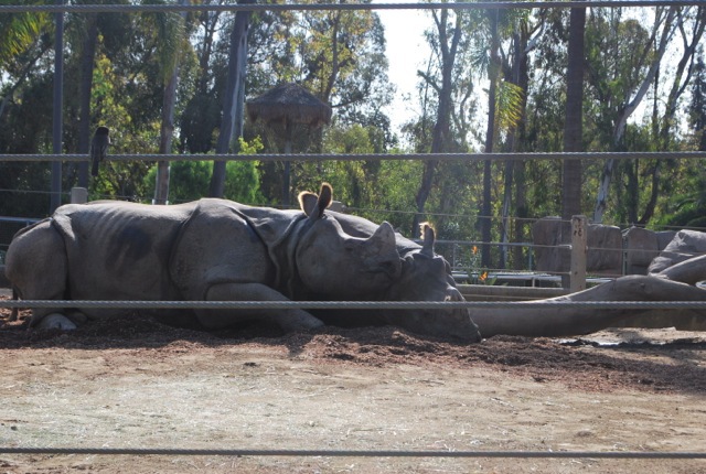 Rhinos