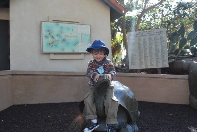Tortoise