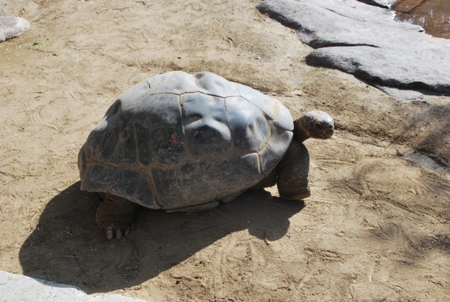 Tortoise