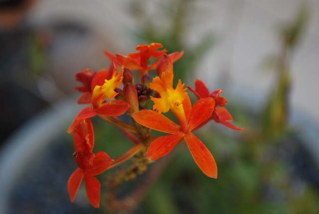 orange flower