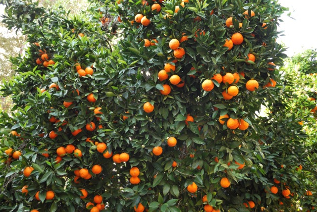 Orange Trees
