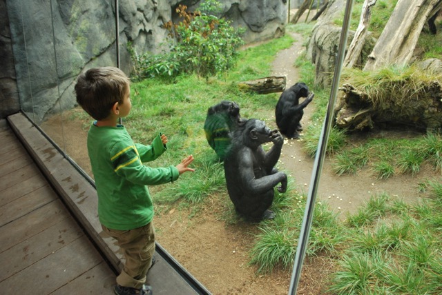 Gorillas