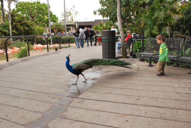 Peacock