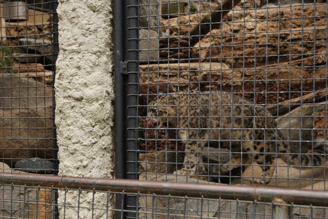 Snow Leopard