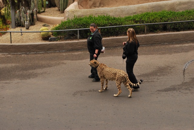 Cheetah