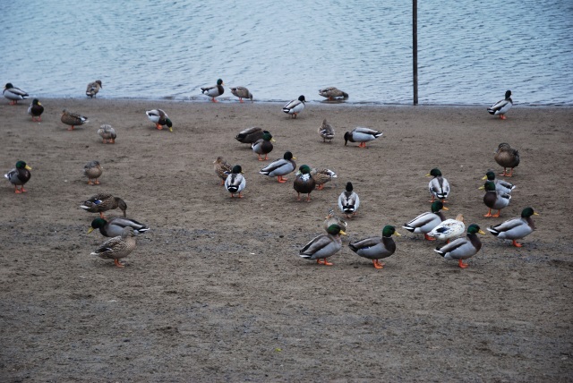 Ducks