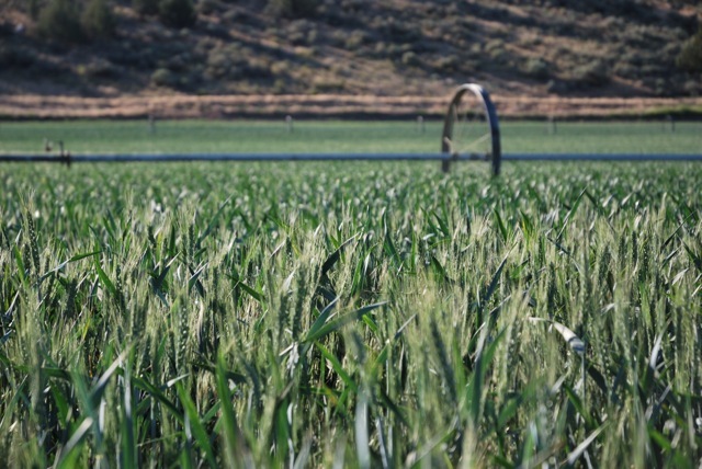 Wheat
