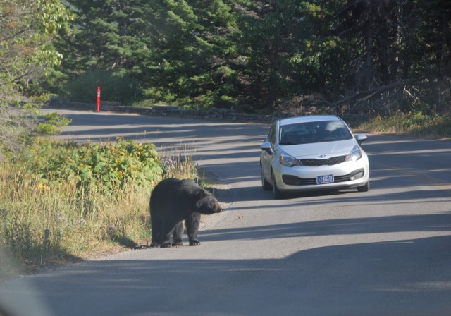 Bear