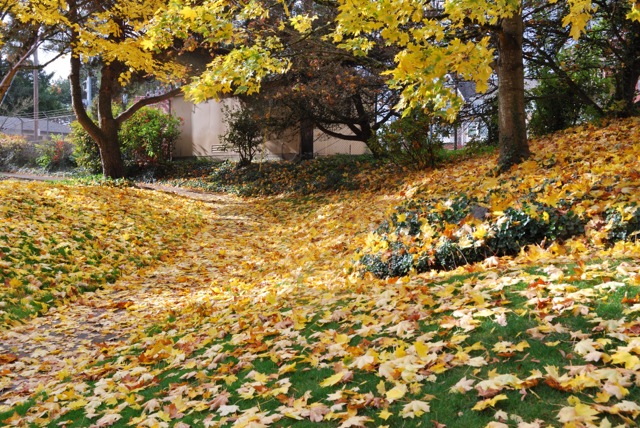 Fall Colors