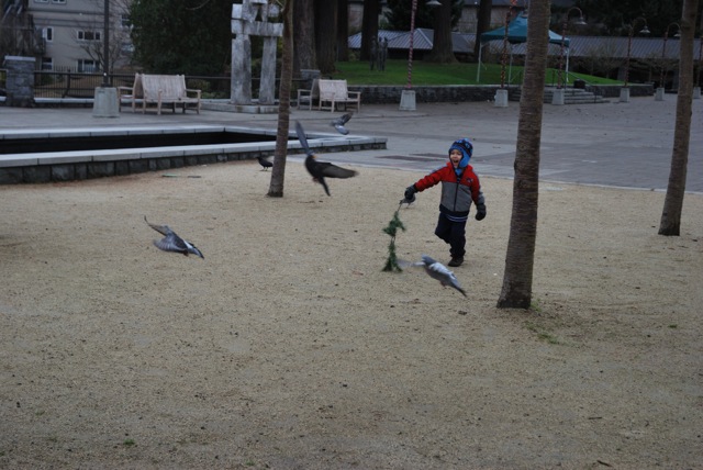 Pigeons