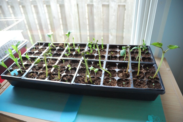 Seeds