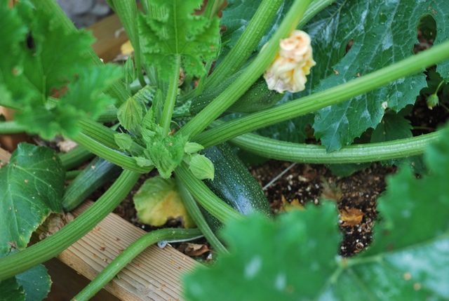 veggies