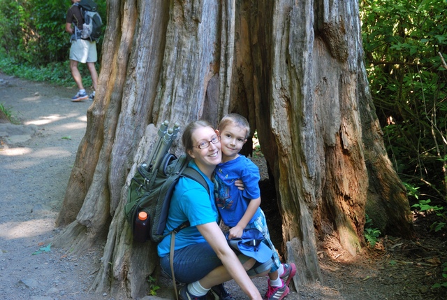 tree stump