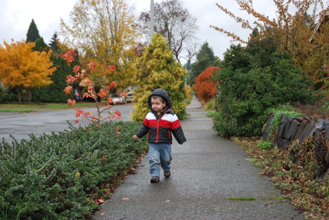 fall walk