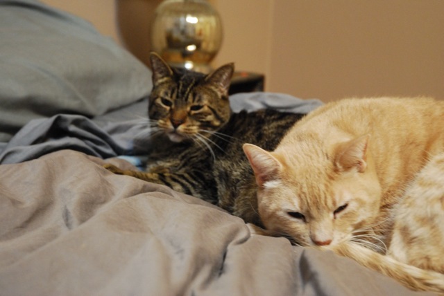 cats