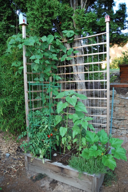 plants